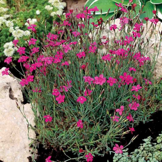 Hovedbilde Nellik, Eng-  'Leuchfunk'