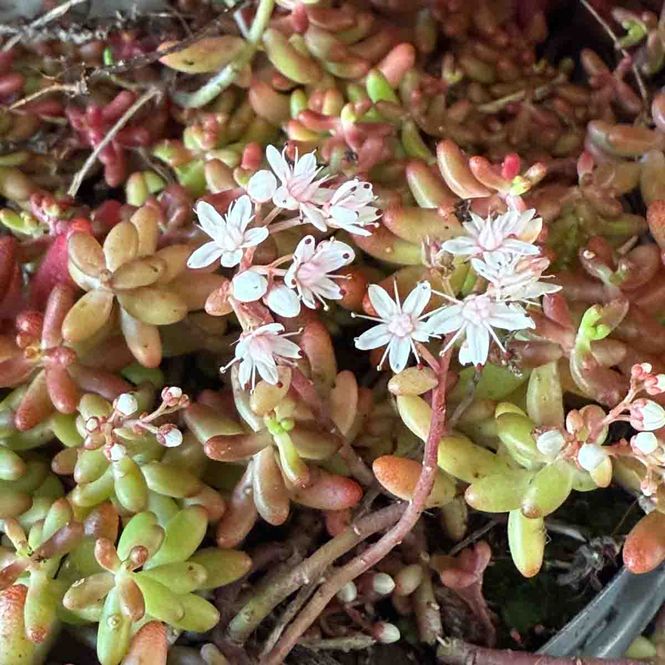 Hovedbilde Bergknapp, Hvit-