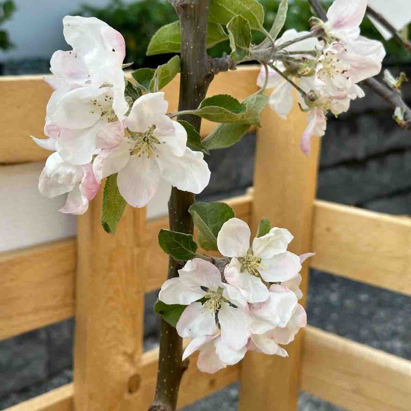 Epletre, 'Transparente Blanche'