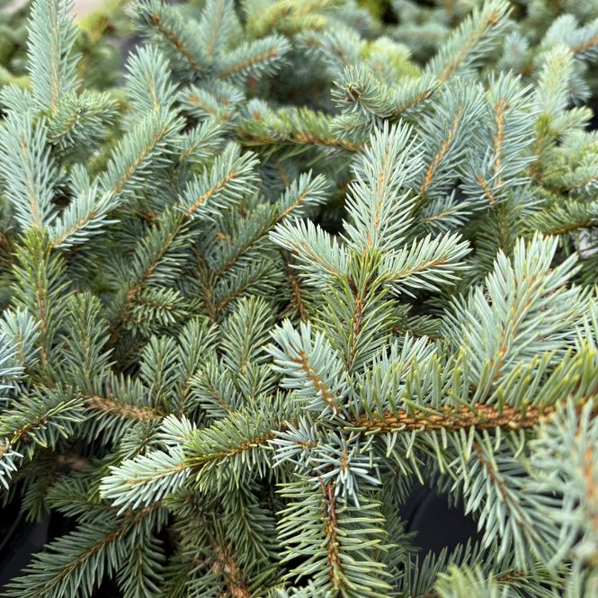 Hovedbilde Blågran SKUMRING® 'Eplsku'