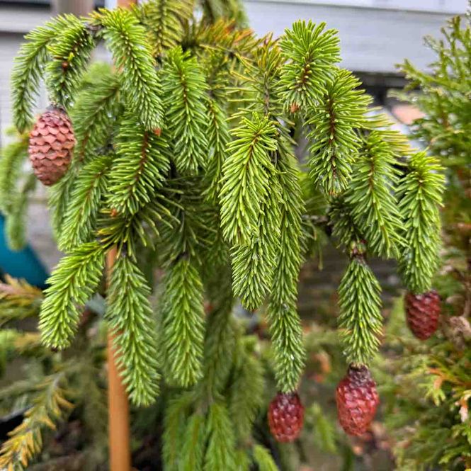 Hovedbilde Trollgran Picea abies 'Acrocona'
