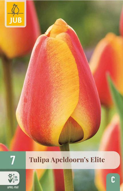 Hovedbilde Tulipanløk, Darwin Hybrid- 'Apeldoorn's elite' 7 ...