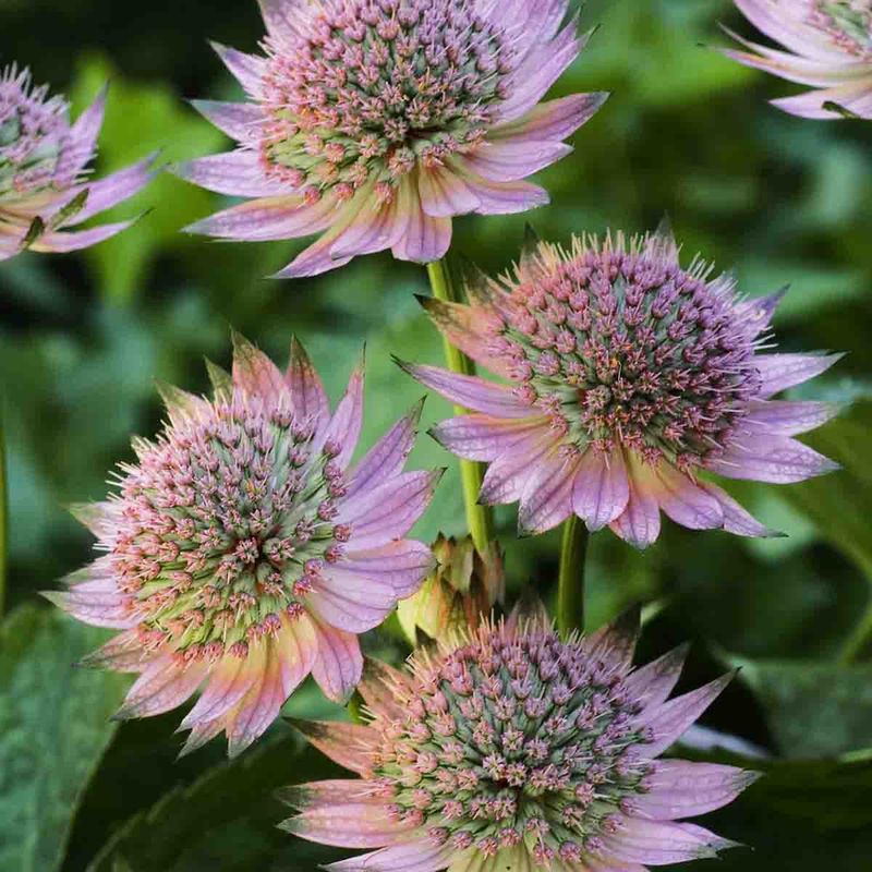 Stjerneskjerm, stor 'Florence'