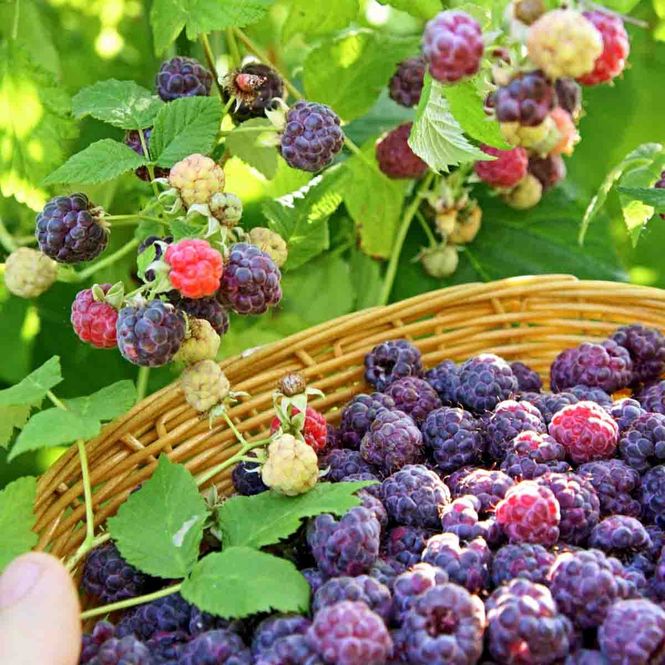 Hovedbilde Bringebær 'Glencoe'