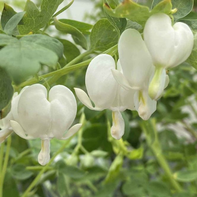 Hovedbilde Løytnantshjerte 'Alba'