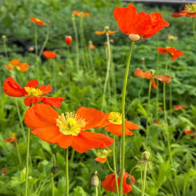 Hovedbilde Valmue, Sibir- 'Pulchinella orange'