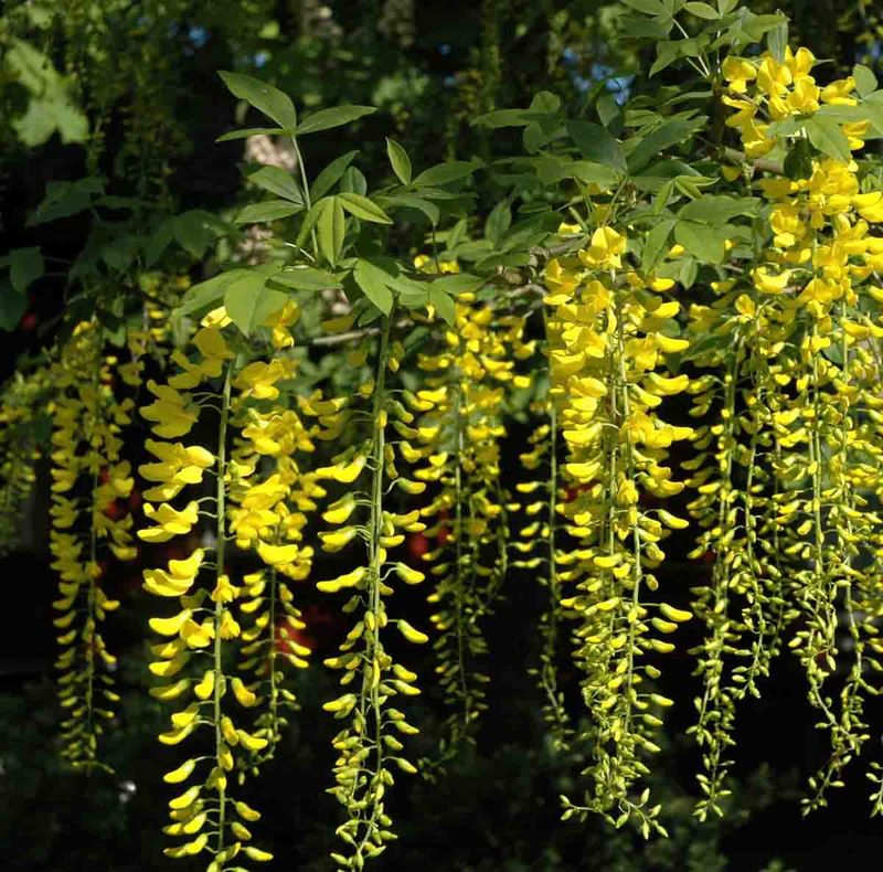 Hybrid-gullregn  'Vossii' oppstammet