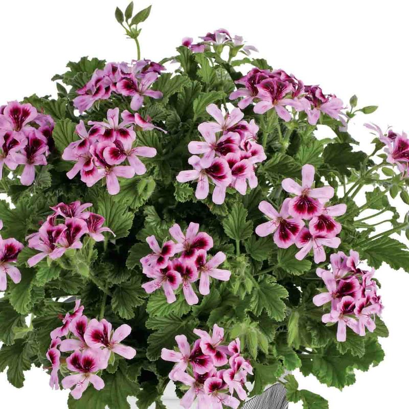 Pelargonium, duft-  'Orange Fizz'