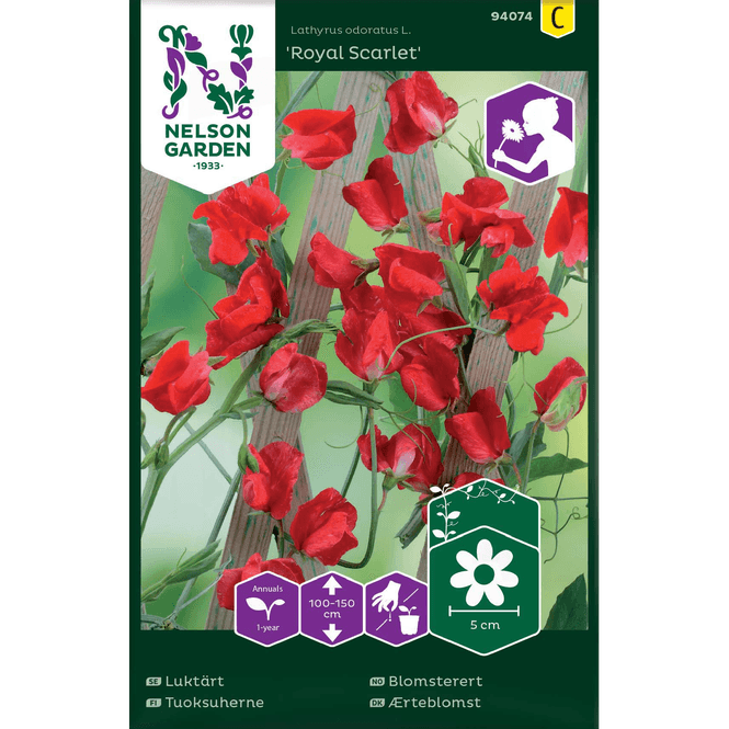 Hovedbilde Blomsterert 'Royal Scarlet' rød