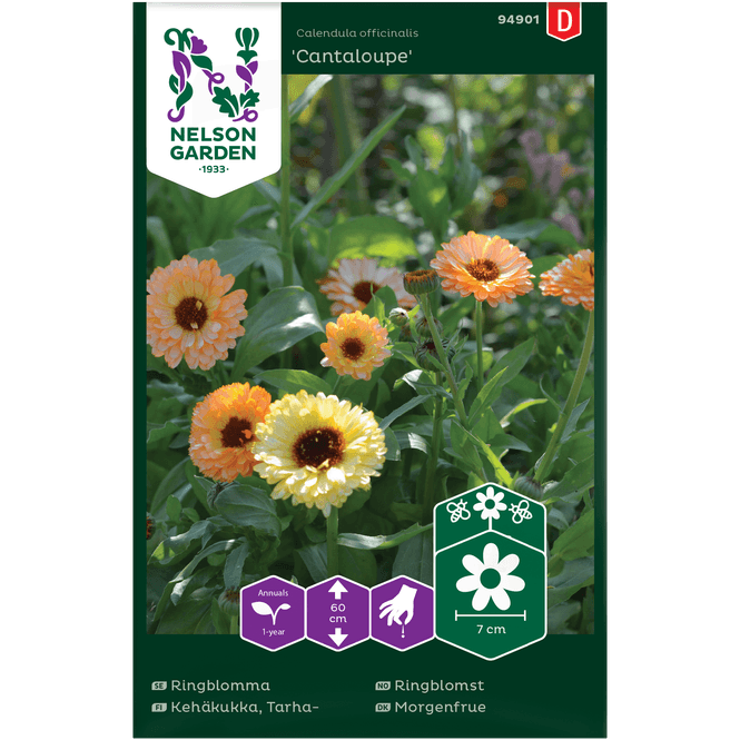 Hovedbilde Ringblomst 'Cantaloupe'