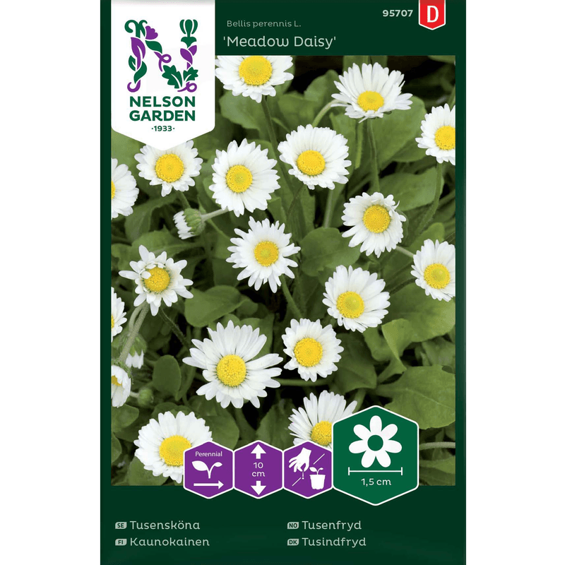 Tusenfryd 'Meadow Daisy' hvit