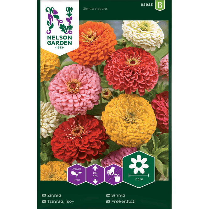 Hovedbilde Sinnia blandede farger, høy