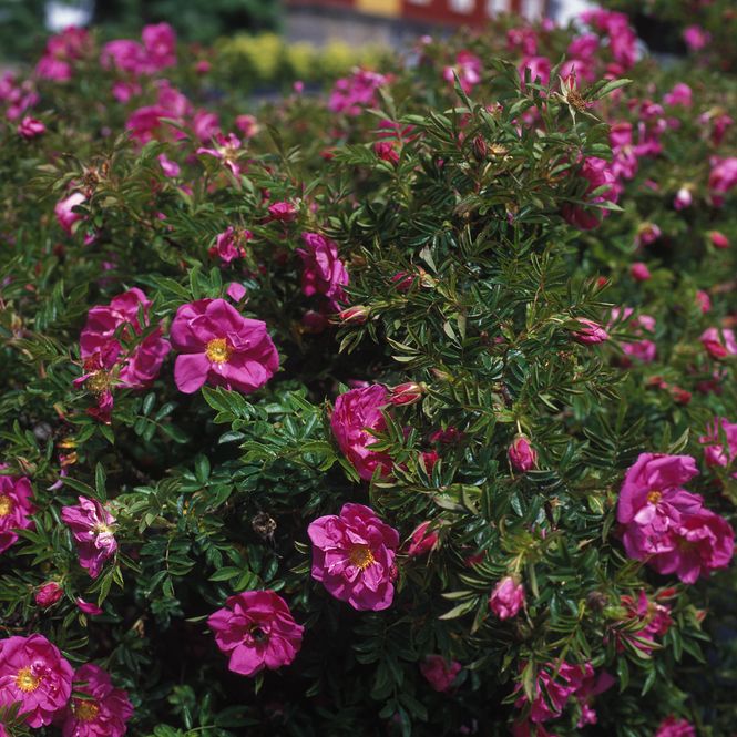 Hovedbilde Dokkerose 'Defender', Busk-