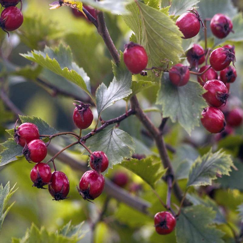 Amerikahagtorn 'Fåberg'