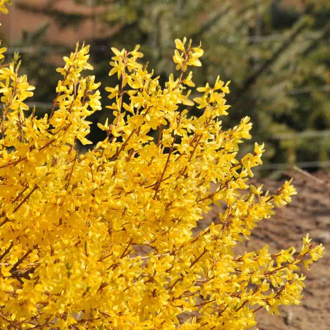 Hovedbilde Gullbusk 'Nana'