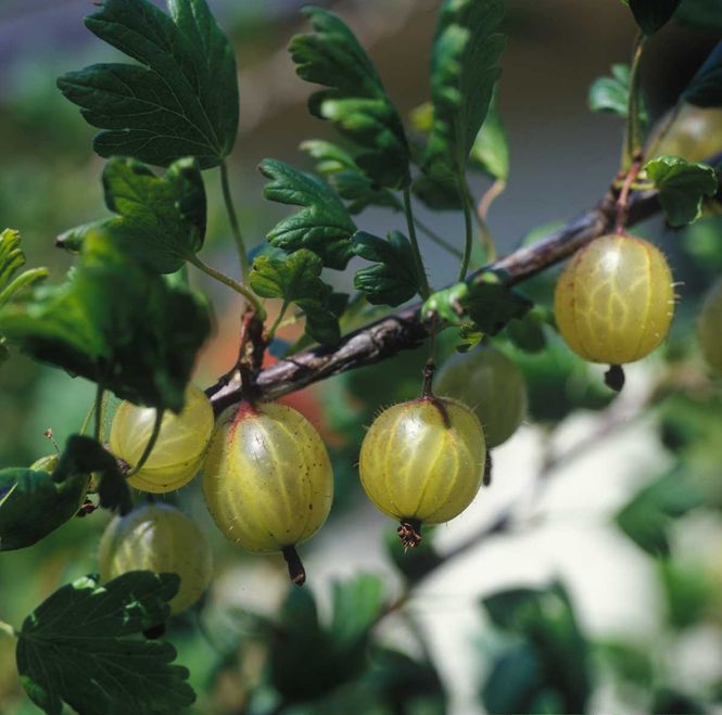 Hovedbilde Stikkelsbær 'Hinnonmaki Gul'