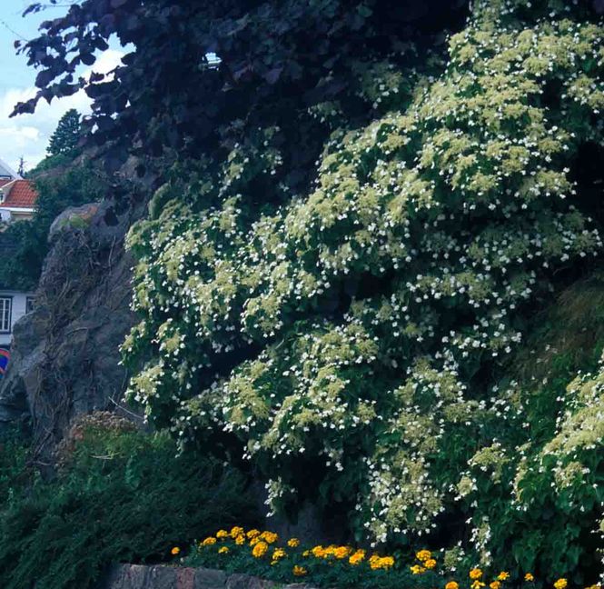 Hovedbilde Klatrehortensia