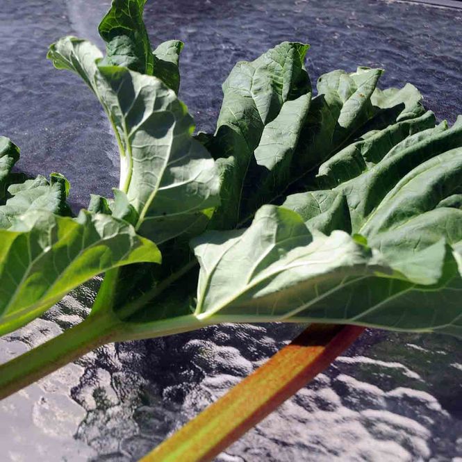 Hovedbilde Rabarbra 'Victoria'