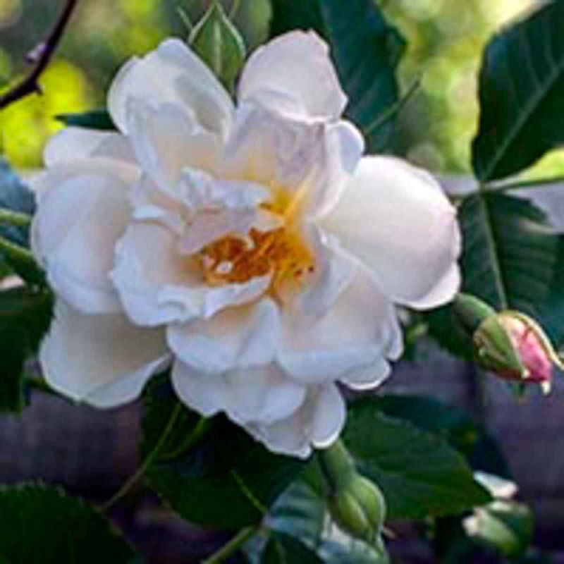 Rose 'Polstjärnan' Slyng/klatre-