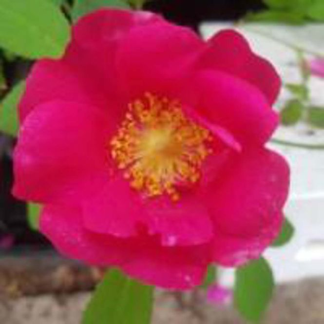 Hovedbilde Provinsrose 'Splendens', Busk-