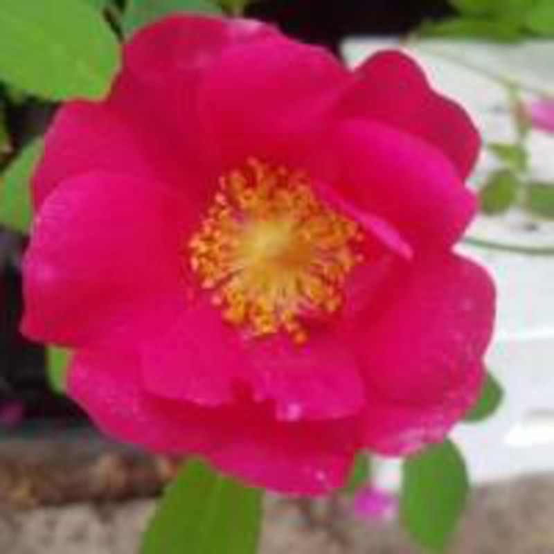 Provinsrose 'Splendens', Busk-