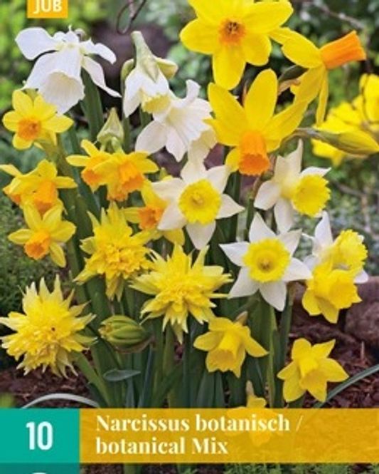 Hovedbilde Påskeliljer, botanisk mix 10pk