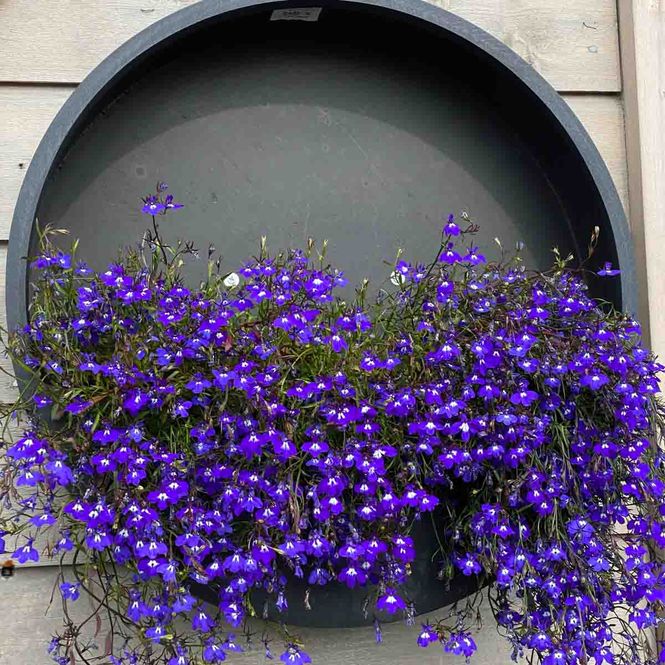 Hovedbilde Lupo veggkrukke