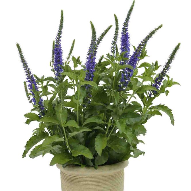 Hovedbilde AksVeronica 'Ronica Blue'