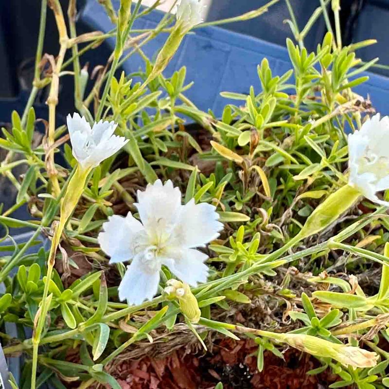 Nellik, Eng-  'Albus'