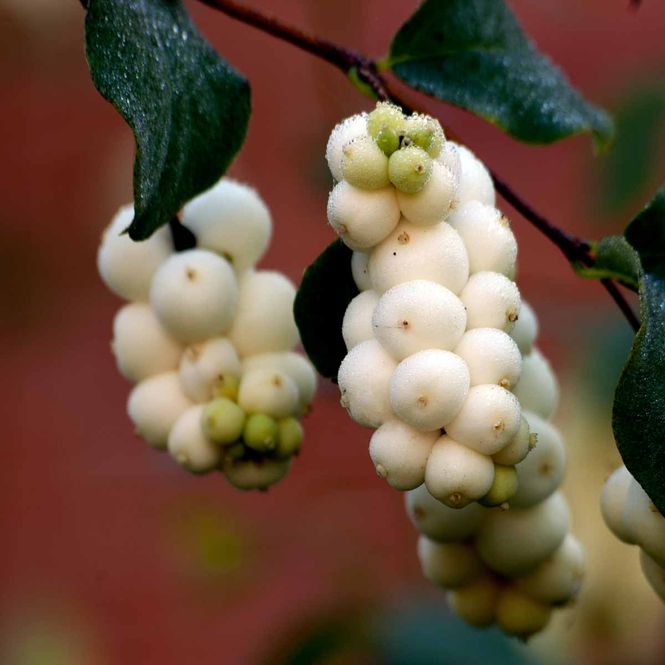Hovedbilde Snøbær 'White Hedge'