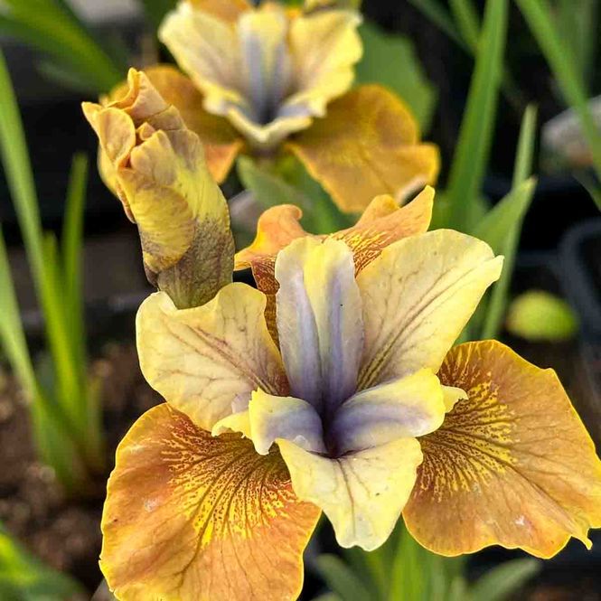 Hovedbilde Iris siberica 'Colonel Mustard'