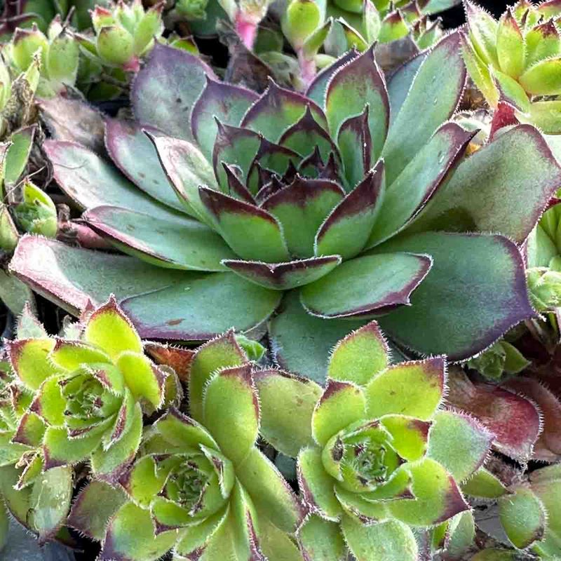 Takløk 'Hippie Chicks'