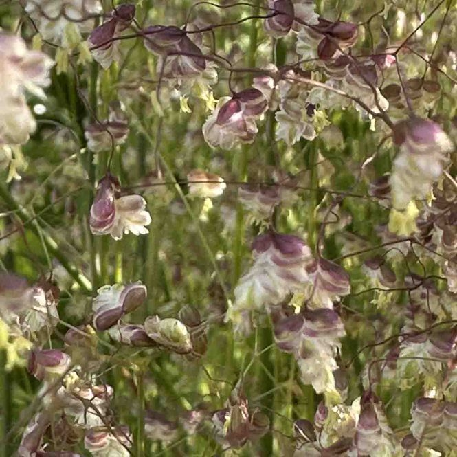 Hovedbilde Prydgress, Hjertegress