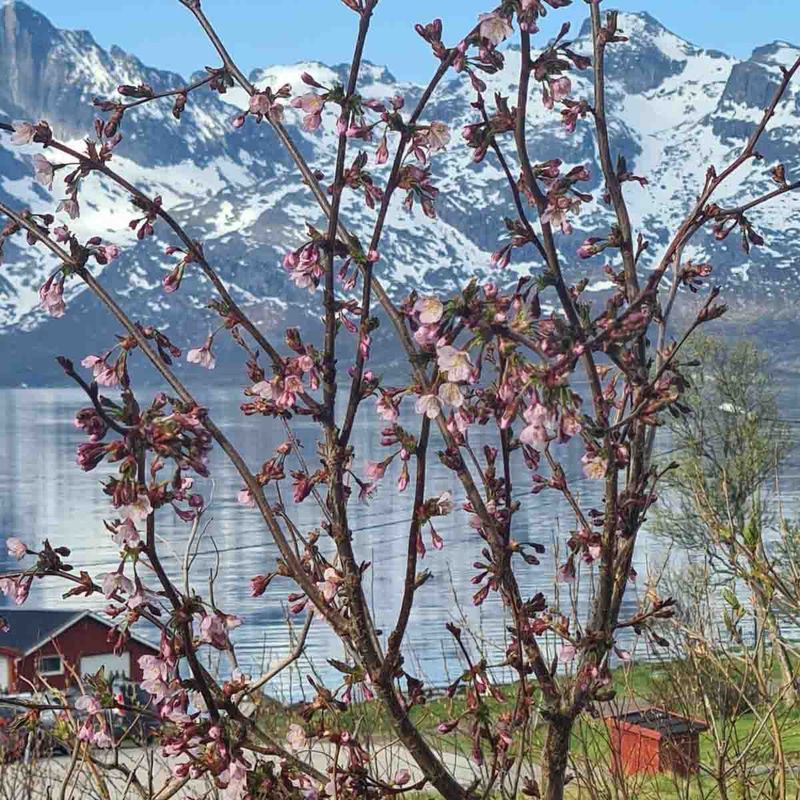 Japankirsebærtre 'Ruby'