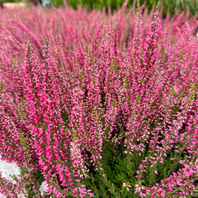 Hovedbilde Lyng, Calluna assorterte farger