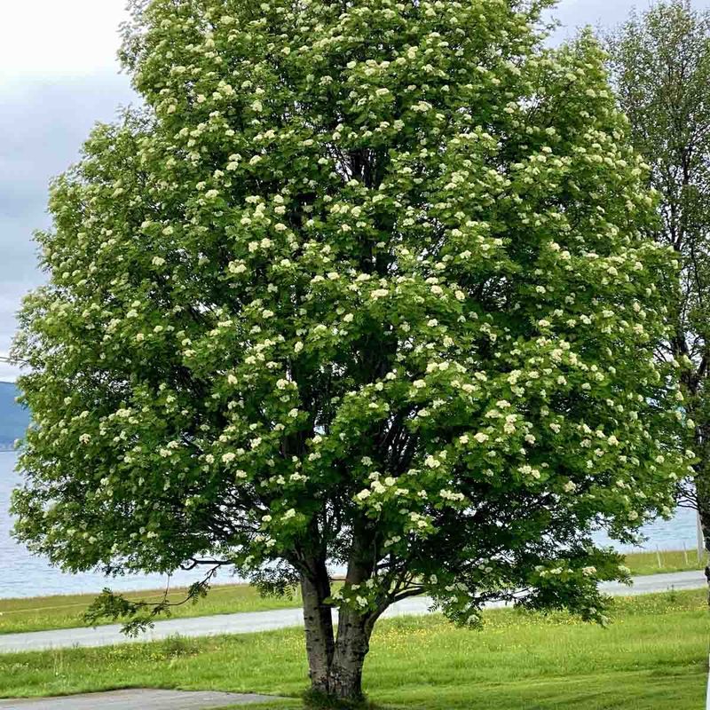 Rogn SVEN® 'Eplsve'