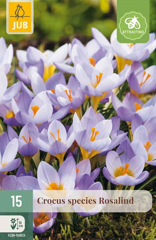 Krokus, Botanisk- 'Rosalind' 15pk