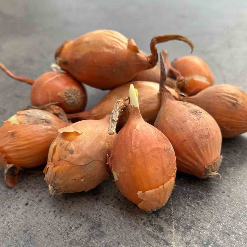 Setteløk /kepaløk, 10-stk