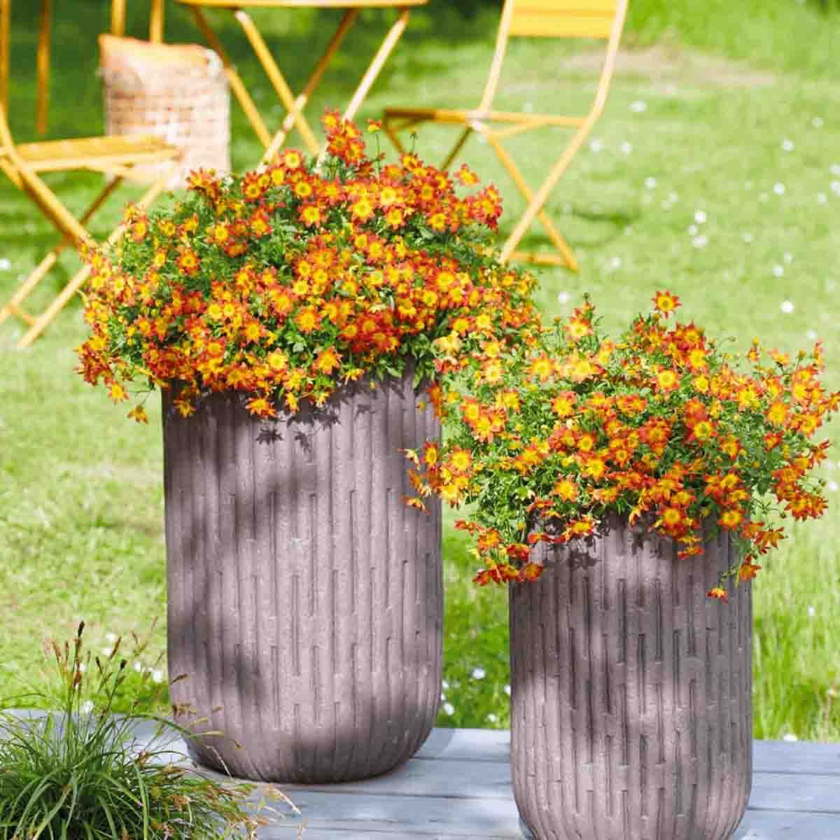 Bidens