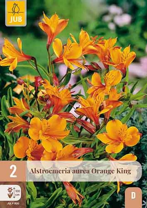 Hovedbilde Inkalilje 'Orange king'