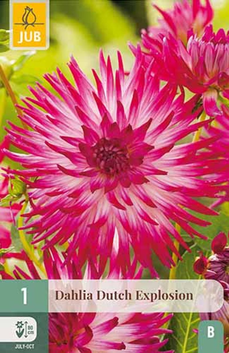 Georgine, Kaktus-  'Deutch Explosion'