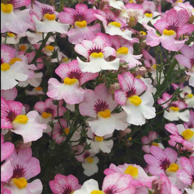 Hovedbilde Nemesia