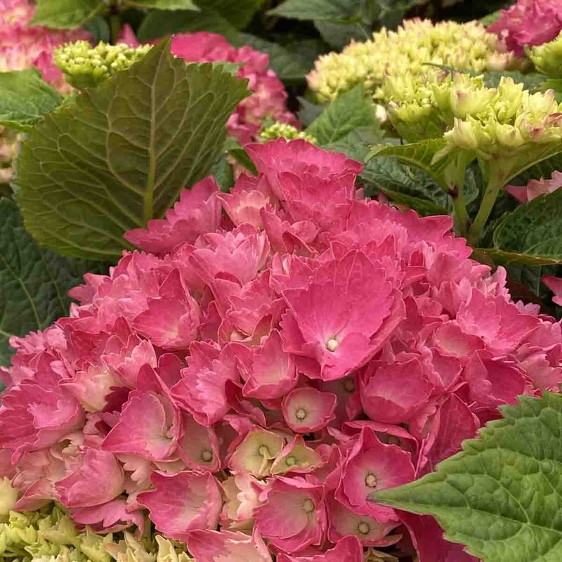 Hortensia