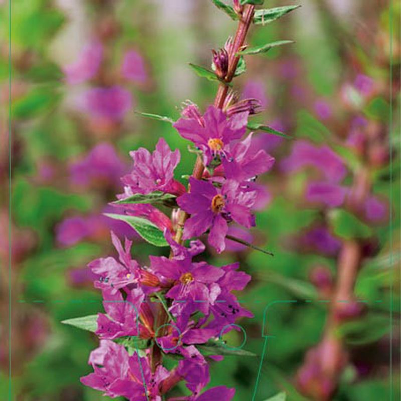 Kattehale, Strand- 'Robin'