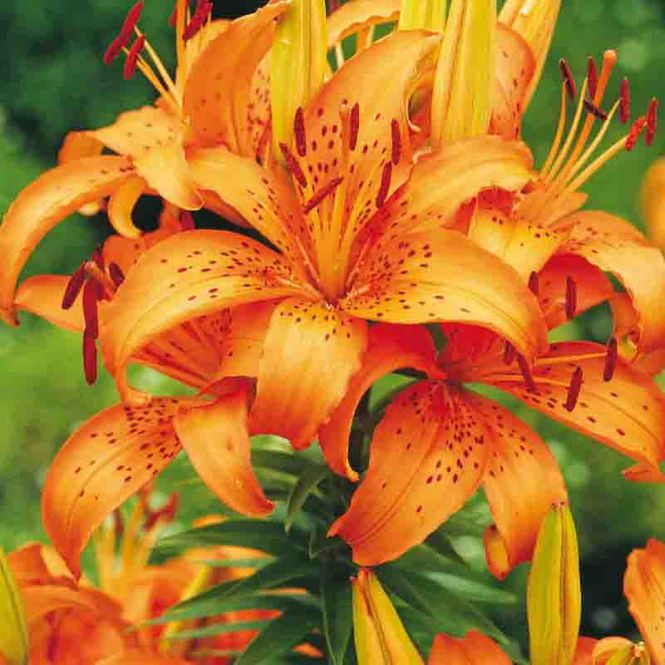 Hovedbilde Lilje Asiatisk 'Orange'