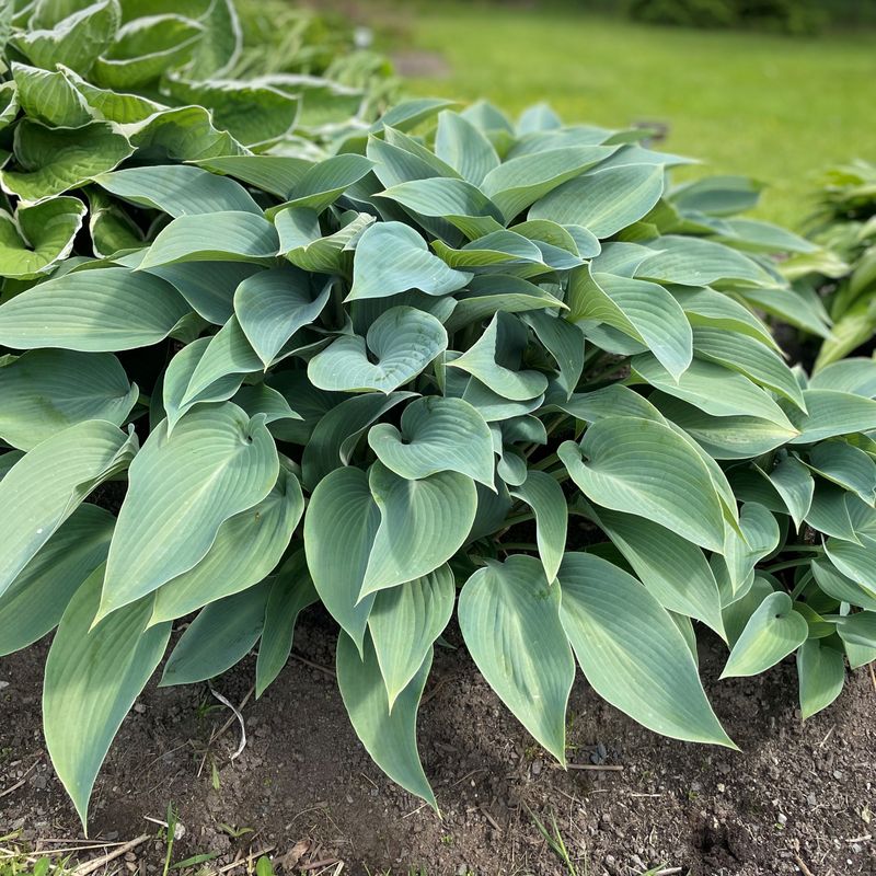 Hosta  'Halcyon'