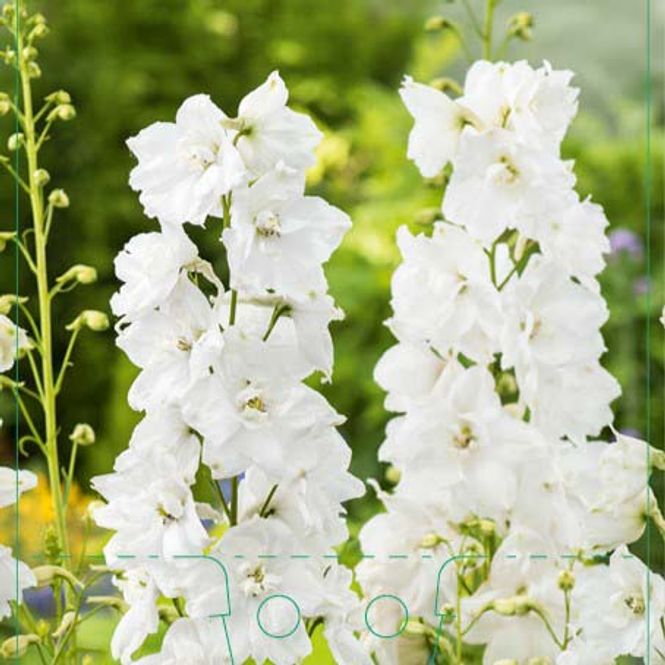 Hovedbilde Ridderspore, Prakt-  'Galahad'