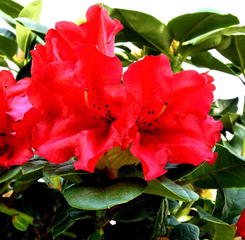 Rhododendron  'Scarlet wonder'