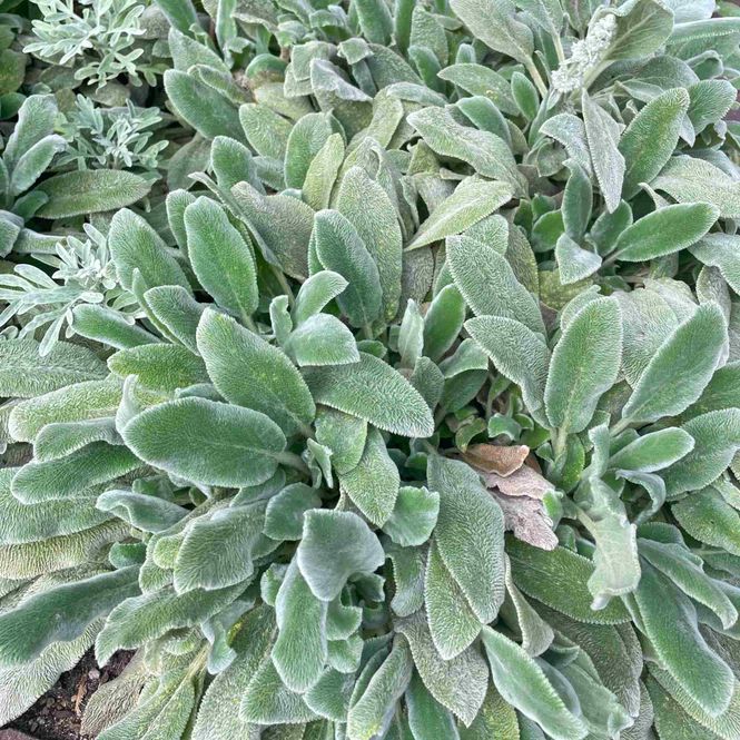 Hovedbilde Lammeøre 'Silver Carpet'